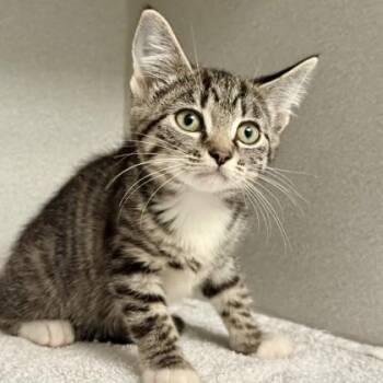 -Jules -  Tabby and Domestic Short Hair Cat for Adoption in Red Bluff, California - -Jules | PetCurious