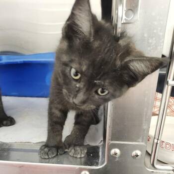 Domestic Short Hair Cats Available for Adoption in Clearwater, Florida - Gretchen | PetCurious