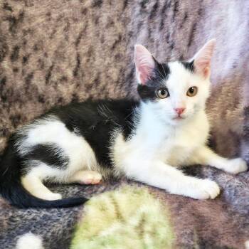 Skunk -  Domestic Short Hair Cat for Adoption in Mt. Juliet, Tennessee - Skunk | PetCurious