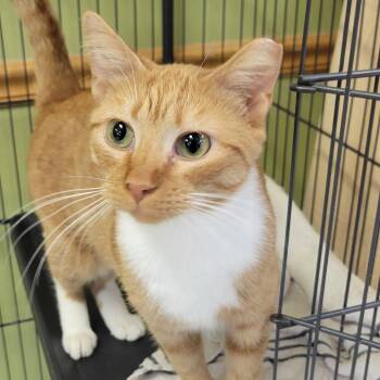 Cheeto -  Domestic Short Hair Cat for Adoption in Milan, Illinois - Cheeto | PetCurious