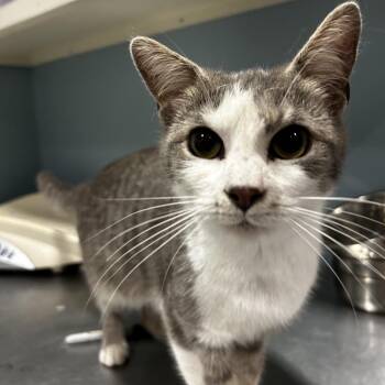 Domestic Short Hair Cats Available for Adoption in Chattanooga, Tennessee - Millie | PetCurious