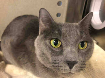 Rescue Domestic Short Hair Cats for Adoption in Pasadena, California - BELLATRIX | PetCurious