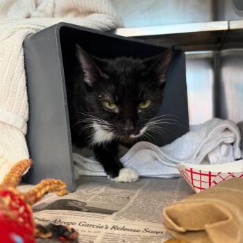 Luisa -  Domestic Short Hair Cat for Adoption in Chicago, Illinois - Luisa | PetCurious