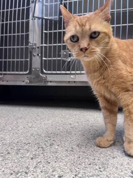 Domestic Short Hair Cats Available for Adoption in Bowling Green, Ohio - Ampert | PetCurious