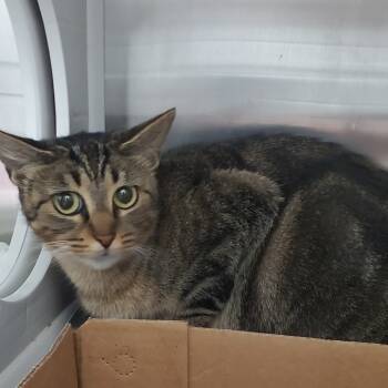 Rescue Domestic Short Hair Cats for Adoption in Chattanooga, Tennessee - Isabella | PetCurious