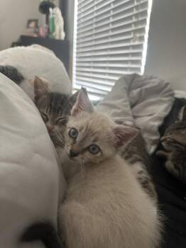 Maui -  Domestic Short Hair and Siamese Cat for Adoption in Dallas, Texas - Maui | PetCurious