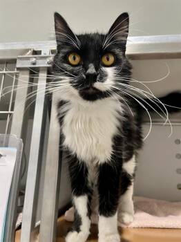 Rescue Domestic Short Hair Cats for Adoption in San Francisco, California - TRAVIS | PetCurious