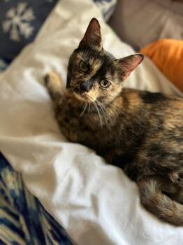 Domestic Short Hair Cats Available for Adoption - Noel | PetCurious