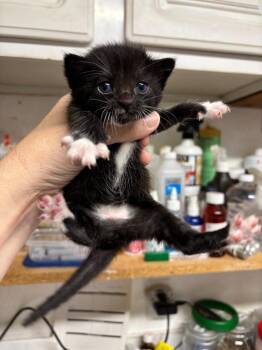 Domestic Short Hair Cats Available for Adoption in Rutherfordton, North Carolina - Mary