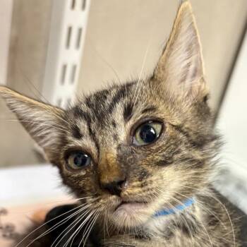 Mocha -  Domestic Short Hair Cat for Adoption in Yuma, Arizona - Mocha | PetCurious