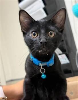 KOVU -  Domestic Short Hair Cat for Adoption in Riverside, California - KOVU | PetCurious