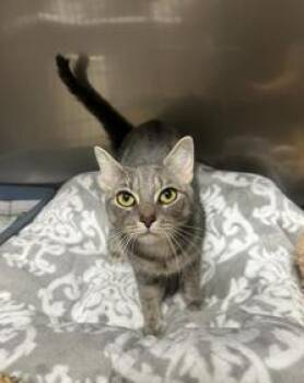 Rescue Domestic Short Hair Cats for Adoption in Greensburg, Pennsylvania - Selina | PetCurious