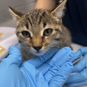 Euphrates -  Domestic Short Hair Cat for Adoption in Summerville, South Carolina - Euphrates | PetCurious
