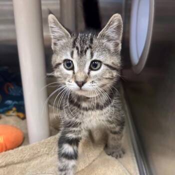 Barnard -  Domestic Short Hair Cat for Adoption in Walnut Creek, California - Barnard | PetCurious
