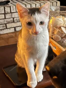 Rescue Domestic Short Hair Cats for Adoption in Columbus, Indiana - Van | PetCurious