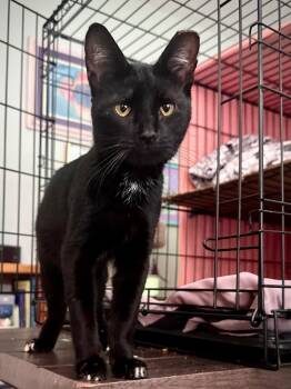 Diego 9667 -  Domestic Short Hair Cat for Adoption in Locust Grove, Virginia - Diego 9667 | PetCurious