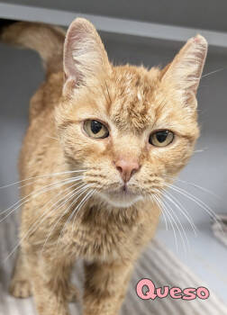 Rescue Domestic Short Hair Cats for Adoption in Mason, Michigan - Queso | PetCurious