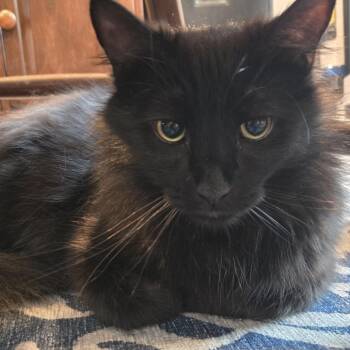 Domestic Medium Hair Cats Available for Adoption in Gibsonia, Pennsylvania - Cousin Fred, Twice Removed | PetCurious