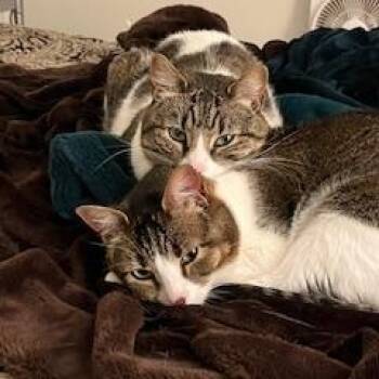 Rescue Domestic Short Hair Cats for Adoption in Benicia, California - Lucy [bonded With Sasha] | PetCurious