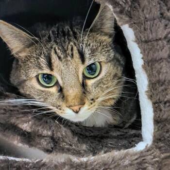 Rescue Domestic Short Hair Cats for Adoption in West Jefferson, Ohio - Tater | PetCurious