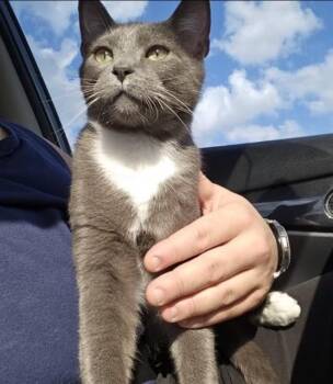 Rescue Domestic Short Hair Cats for Adoption in Sunrise, Florida - Stormy | PetCurious