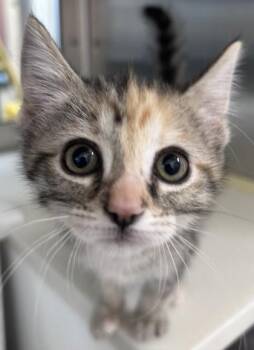 Domestic Short Hair Cats Available for Adoption in Westland, Michigan - Amber | PetCurious