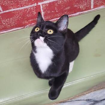 Sol -  Domestic Short Hair Cat for Adoption in Laredo, Texas - Sol | PetCurious