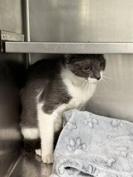 BLOSSOM -  Domestic Short Hair Cat for Adoption in Pasadena, Texas - BLOSSOM | PetCurious
