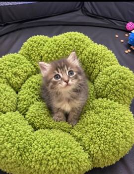 Hope & Brave BONDED SISTERS -  Maine Coon and Domestic Medium Hair Cat for Adoption in Boca Raton, Florida - Hope & Brave BONDED SISTERS | PetCurious