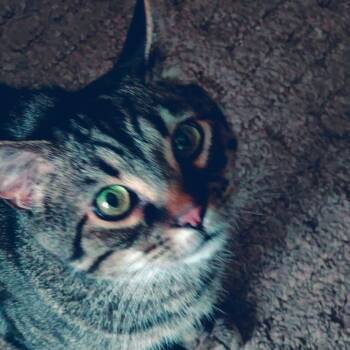 Rescue Domestic Short Hair Cats for Adoption in Tulsa, Oklahoma - Buddy | PetCurious