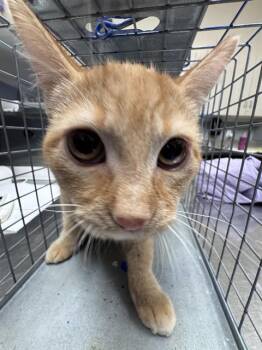 DALMIN -  Domestic Short Hair Cat for Adoption in Las Vegas, Nevada - DALMIN | PetCurious
