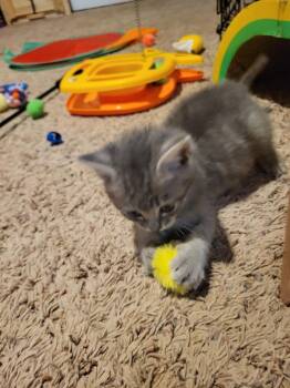 Domestic Short Hair Cats Available for Adoption in Virginia Beach, Virginia - Wybie | PetCurious