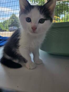 Domestic Medium Hair Cats Available for Adoption in Columbus, Indiana - Aang | PetCurious