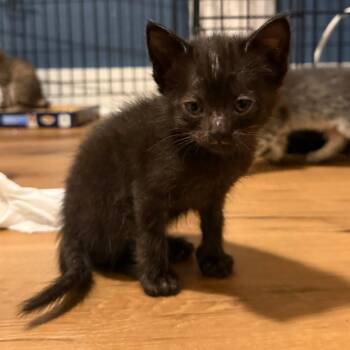 Ume 7 -  Domestic Short Hair Cat for Adoption in Austin, Texas - Ume 7 | PetCurious