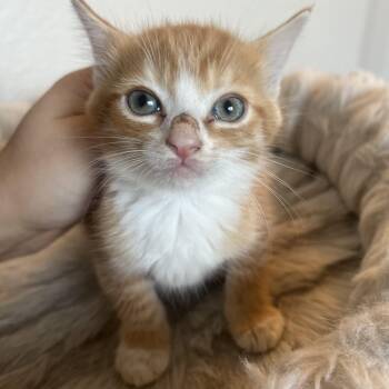 Domestic Short Hair Cats Available for Adoption in Jacksonville, Florida - Noodles | PetCurious