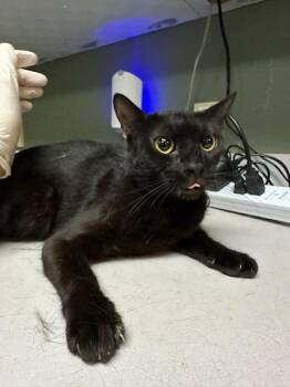 MUFFIN MAYHEM -  Domestic Short Hair Cat for Adoption in Jacksonville, Florida - MUFFIN MAYHEM | PetCurious