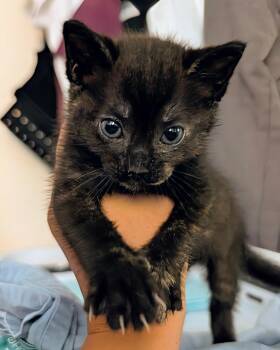 Rescue Tortoiseshell Cats for Adoption in Huntington Beach, California - Tori | PetCurious