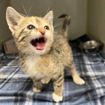 Elena -  Domestic Short Hair Cat Available for Adoption in TIMBERCRK CYN, Texas - Elena | PetCurious