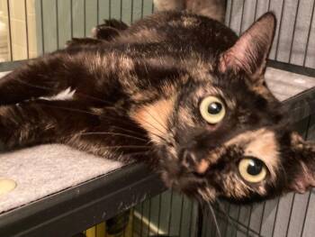 Bellatrix -  Domestic Short Hair Cat for Adoption in San Antonio, Texas - Bellatrix | PetCurious