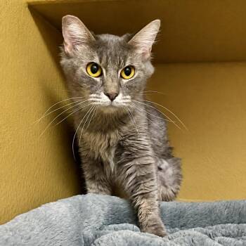 Aggie 54622 -  Domestic Short Hair Cat for Adoption in Las Vegas, Nevada - Aggie 54622 | PetCurious