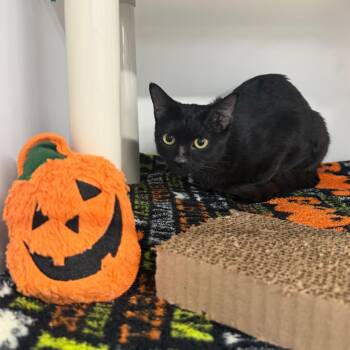 Emmy -  Domestic Short Hair Cat for Adoption in Tampa, Florida - Emmy | PetCurious