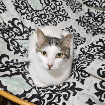 Domestic Short Hair Cats Available for Adoption - Divinity | PetCurious