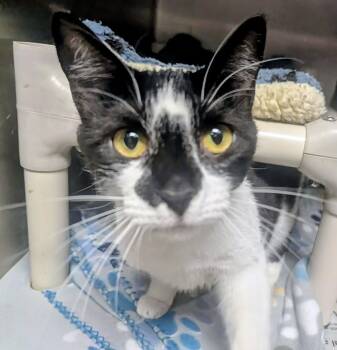 Domestic Short Hair Cats Available for Adoption in Springfield, Illinois - Chevy | PetCurious