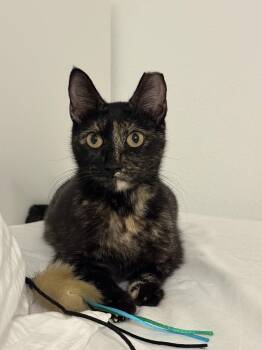 Domestic Short Hair Cats Available for Adoption in San Jose, California - Roxette | PetCurious