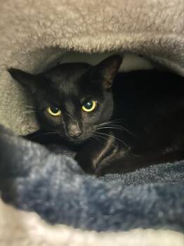 KIT KAT -  Domestic Short Hair Cat Available for Adoption in Barnstable, Massachusetts - KIT KAT | PetCurious