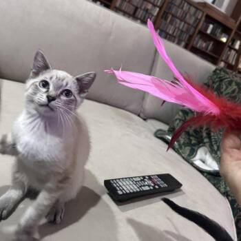 Llama -  Siamese Cat for Adoption in Evanston, Illinois - Llama | PetCurious