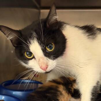 Meow Meow Kitty Princess -  Domestic Short Hair Cat for Adoption in Chattanooga, Tennessee - Meow Meow Kitty Princess | PetCurious