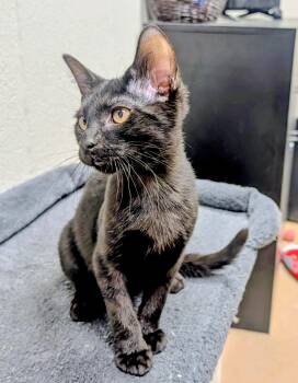 Smudge -  Domestic Short Hair Cat for Adoption in Mt. Juliet, Tennessee - Smudge | PetCurious