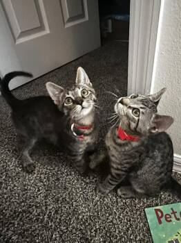 Spicey -  Domestic Long Hair Cat for Adoption in Alafaya, Florida - Spicey | PetCurious
