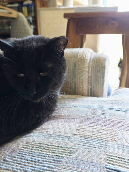 Rescue Domestic Short Hair Cats for Adoption in Camden, South Carolina - Pickles | PetCurious